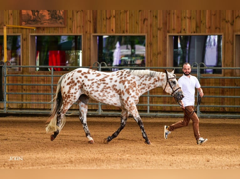 Appaloosa Giumenta 8 Anni Pelle di daino in TOULOUSE