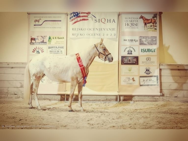 Appaloosa Giumenta 9 Anni 147 cm  in Sveta Ana