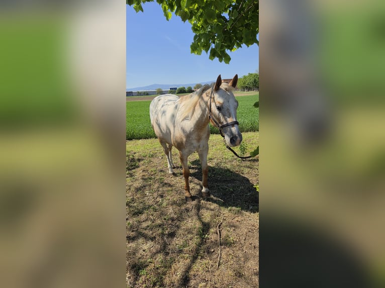 Appaloosa Giumenta 9 Anni 147 cm  in Sveta Ana