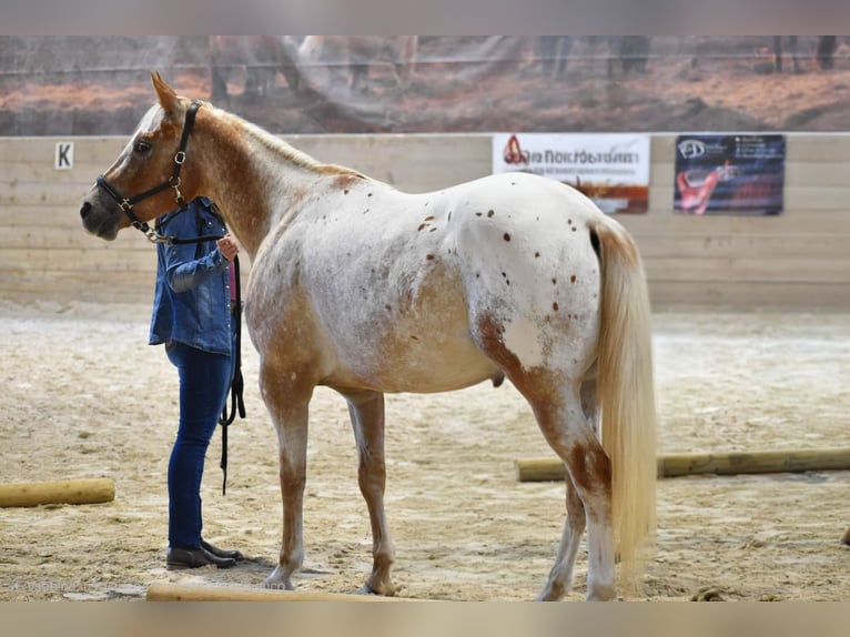 Appaloosa Giumenta 9 Anni 147 cm  in Sveta Ana