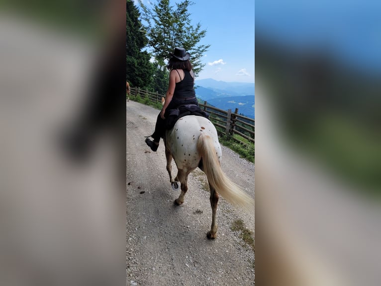 Appaloosa Giumenta 9 Anni 147 cm  in Sveta Ana