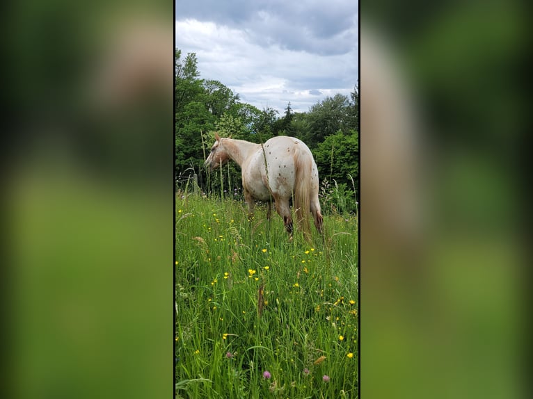 Appaloosa Giumenta 9 Anni 149 cm  in Maribor