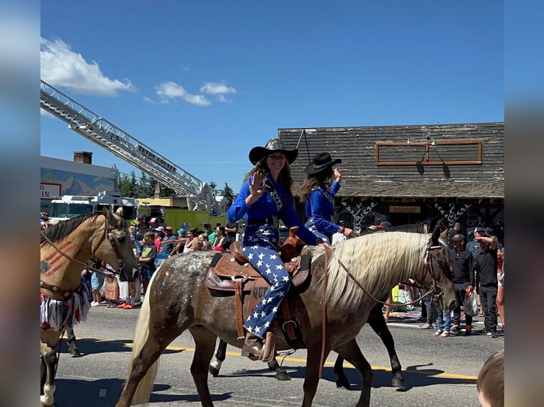 Appaloosa Giumenta 9 Anni 150 cm Baio in Fishtail MT