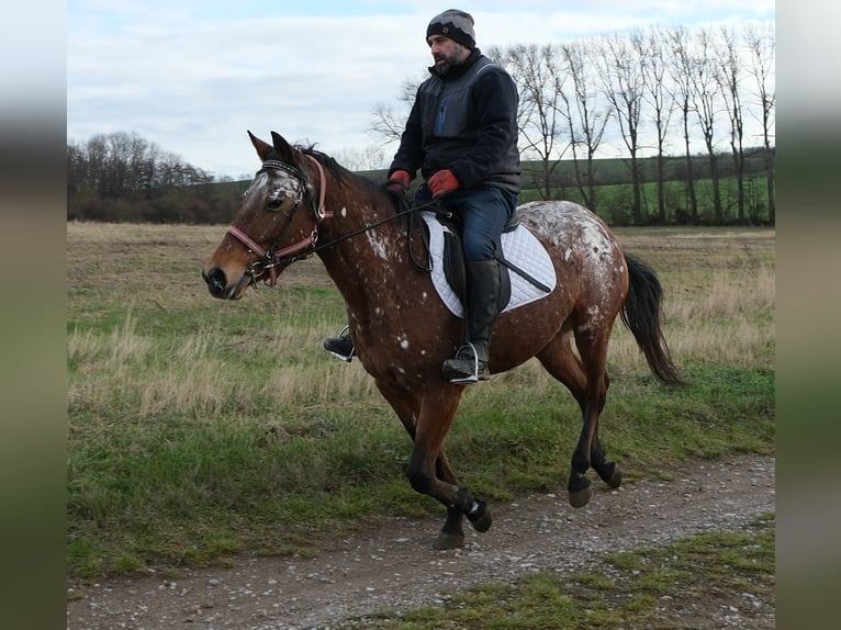 Appaloosa Giumenta 9 Anni 152 cm Leopard in Buttstädt