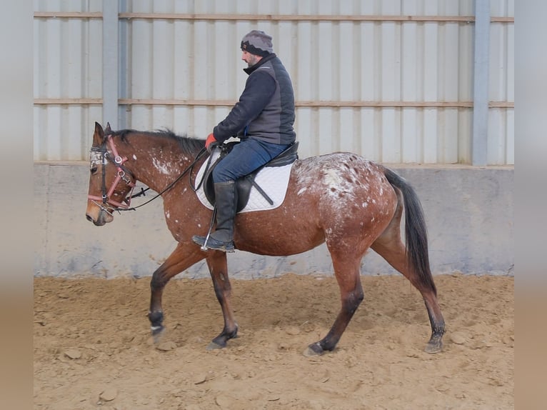 Appaloosa Giumenta 9 Anni 153 cm Leopard in Buttstädt