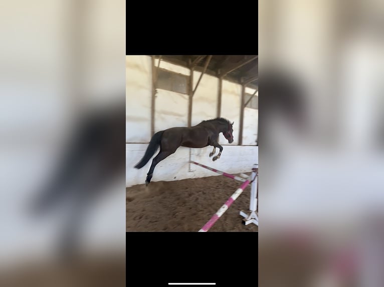 Appaloosa Mix Giumenta 9 Anni 155 cm Baio scuro in Ziesendorf