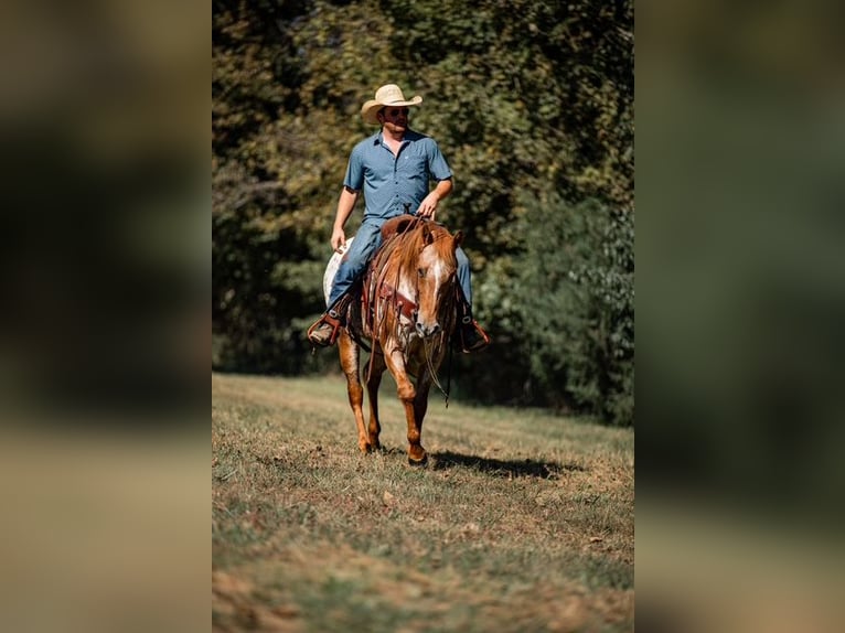 Appaloosa Giumenta 9 Anni 155 cm Sauro scuro in Santa Fe