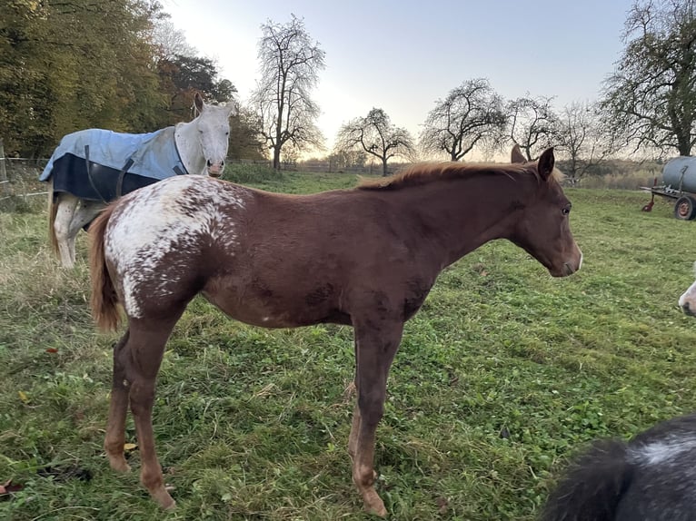 Appaloosa Giumenta Puledri (06/2024) 152 cm in Forchtenberg