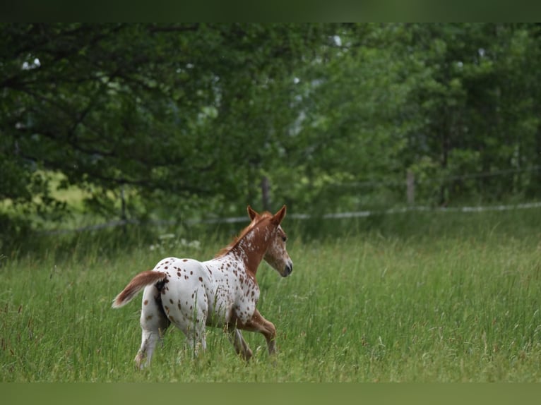 Appaloosa Giumenta Puledri (04/2026) 154 cm Sauro scuro in Neuhausen/Spree
