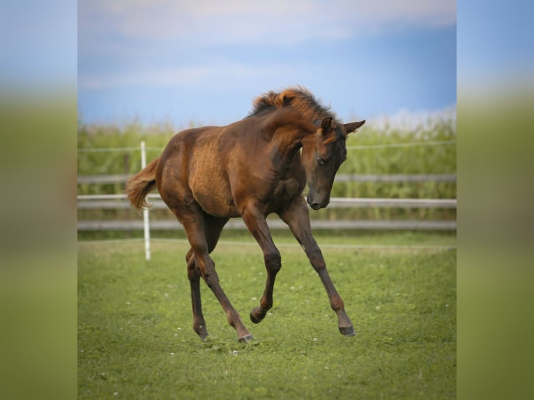 Appaloosa Giumenta Puledri (05/2024) 154 cm Sauro scuro in Vohenstrauß