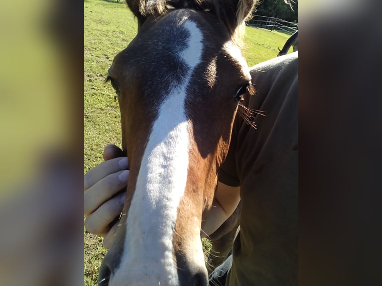 Appaloosa Giumenta Puledri (04/2024) 155 cm Baio roano in Ljungarum