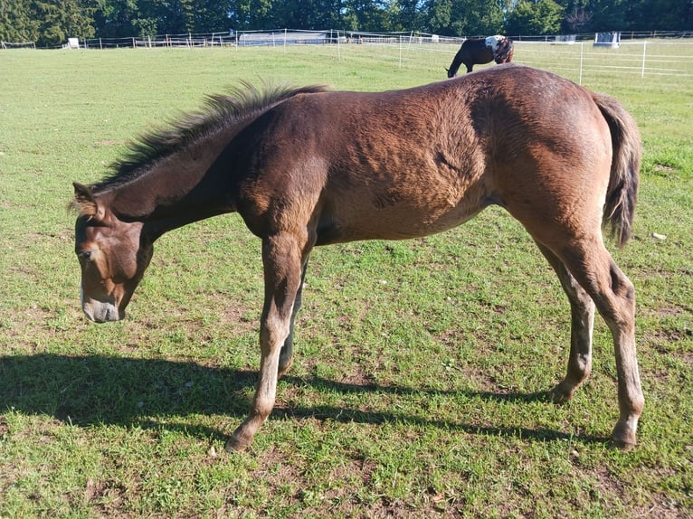 Appaloosa Giumenta Puledri (04/2024) 155 cm Baio roano in Ljungarum