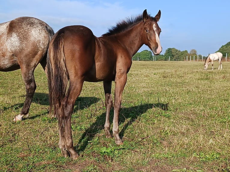 Appaloosa Giumenta Puledri (04/2024) 155 cm Baio roano in Ljungarum