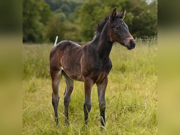 Appaloosa Giumenta Puledri
 (04/2024) 155 cm Baio scuro in Münchweiler an der Alsenz