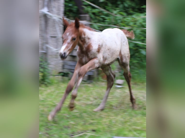 Appaloosa Mix Giumenta Puledri
 (05/2024) 155 cm Leopard in Miehlen