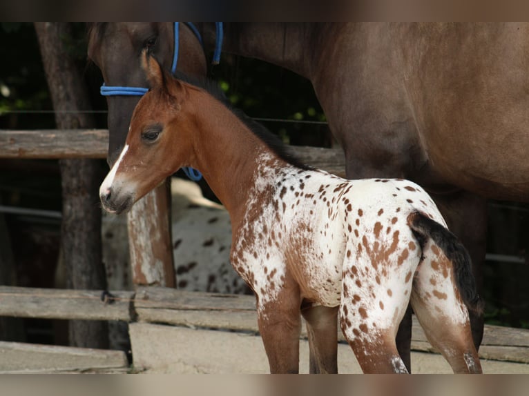 Appaloosa Giumenta Puledri (05/2026) 155 cm Leopard in Globoko