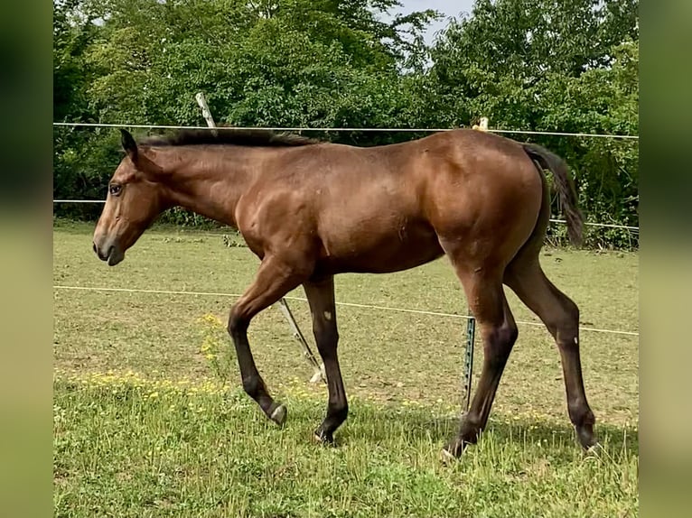 Appaloosa Giumenta Puledri
 (04/2024) 155 cm Overo-tutti i colori in Pappenheim