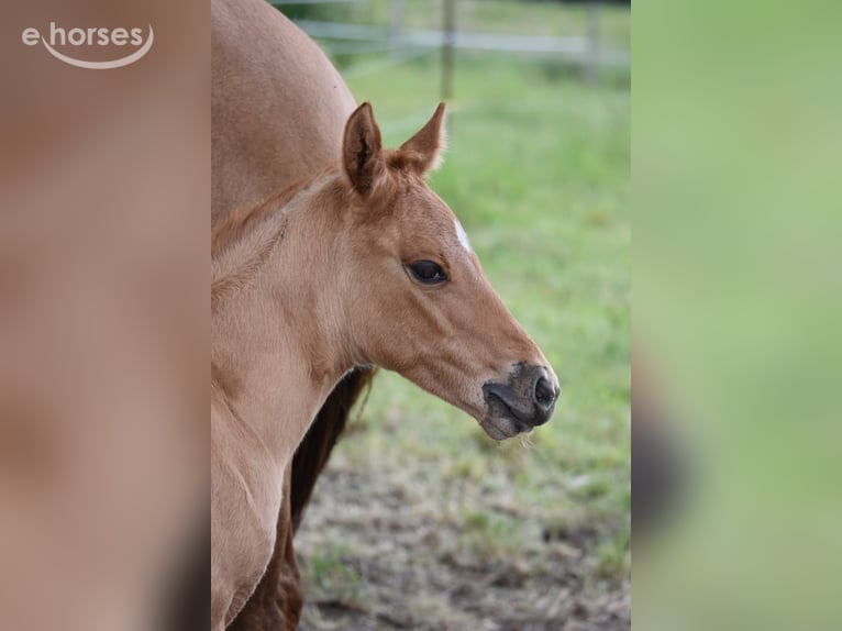 Appaloosa Giumenta Puledri (04/2026) 155 cm Pelle di daino in Neuhausen