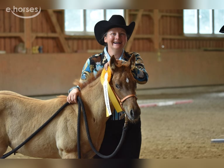 Appaloosa Giumenta Puledri (04/2026) 155 cm Pelle di daino in Neuhausen