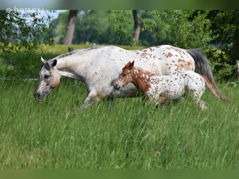 Appaloosa Giumenta Puledri (04/2026) 155 cm Sauro scuro in Neuhausen