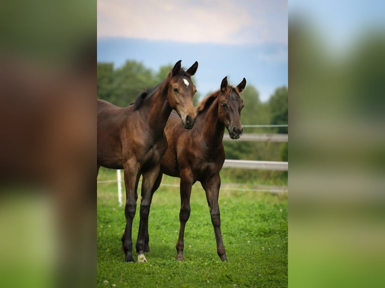 Appaloosa Giumenta Puledri
 (04/2024) 155 cm Sauro scuro in Vohenstrauß