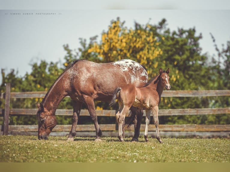 Appaloosa Giumenta Puledri (06/2024) 156 cm Baio in St. Marien