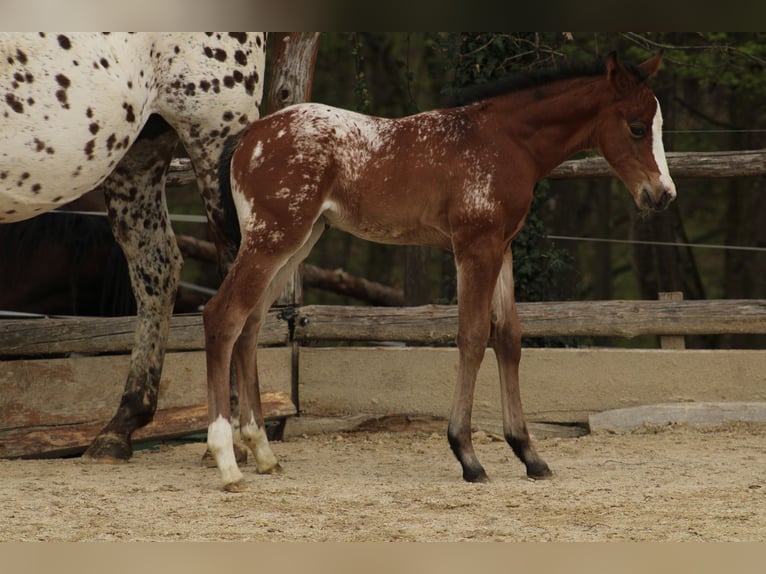 Appaloosa Giumenta Puledri (03/2026) 157 cm Leopard in Globoko