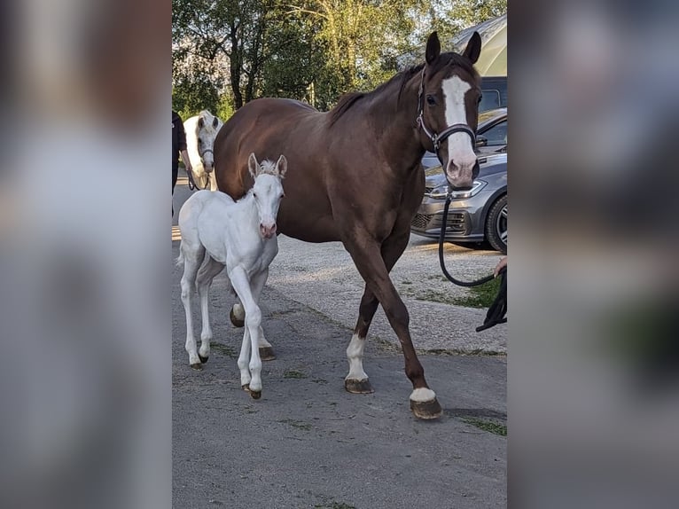 Appaloosa Giumenta Puledri
 (05/2024) 160 cm Grigio in Reinsfeld