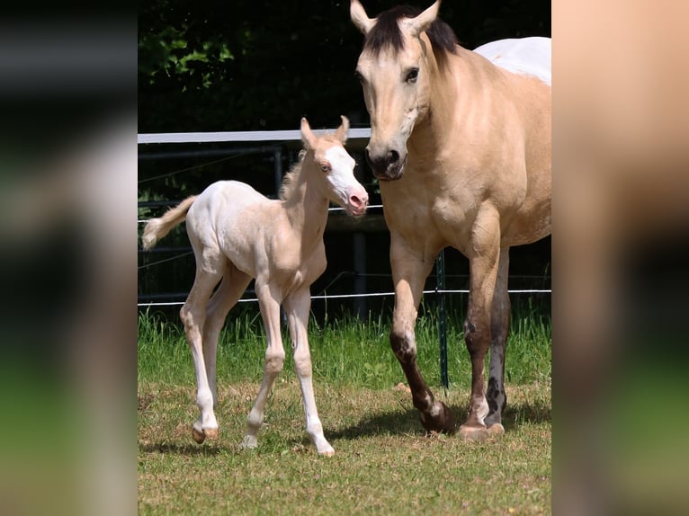 Appaloosa Giumenta  160 cm Palomino in Alt Duvenstedt