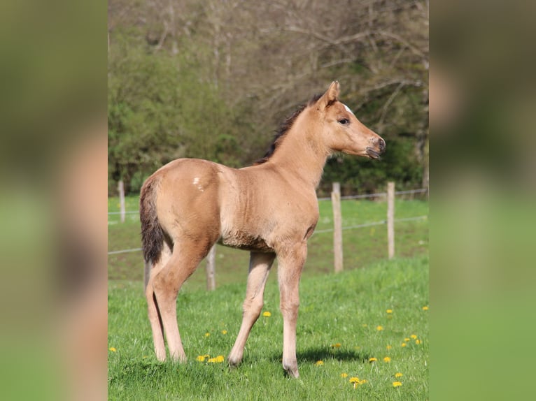 Appaloosa Giumenta Puledri
 (03/2024) Dunalino in Oberbronn