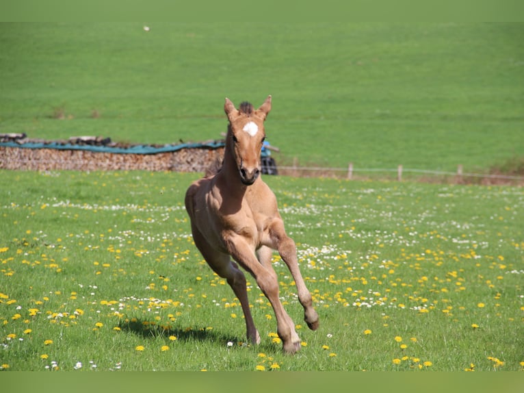 Appaloosa Giumenta Puledri
 (03/2024) Dunalino in Oberbronn