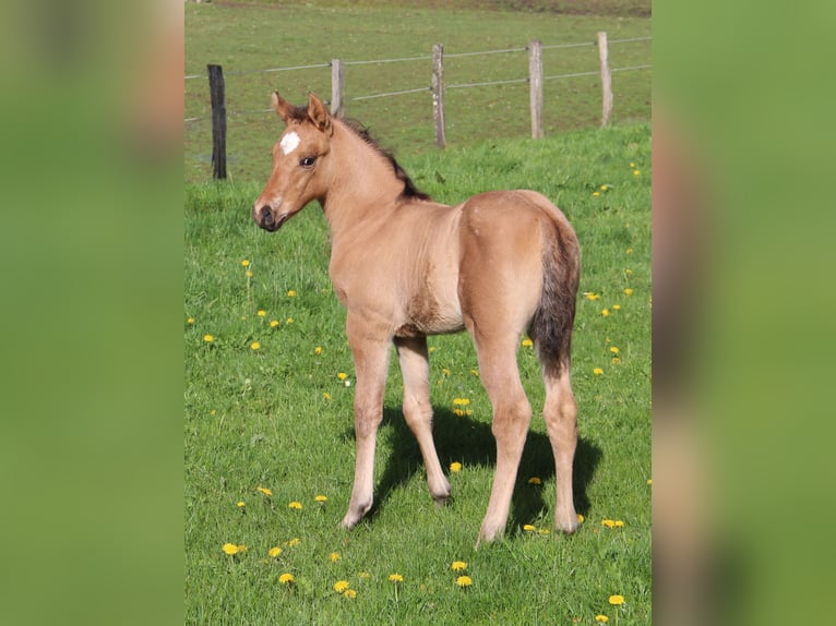 Appaloosa Giumenta Puledri
 (03/2024) Dunalino in Oberbronn