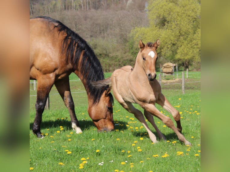 Appaloosa Giumenta Puledri
 (03/2024) Dunalino in Oberbronn