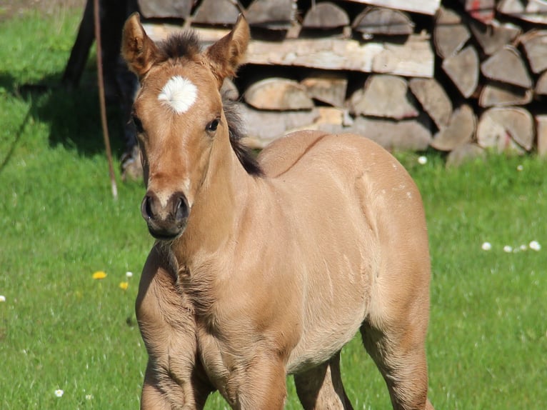 Appaloosa Giumenta Puledri
 (03/2024) Dunalino in Oberbronn