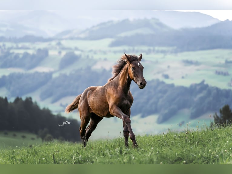 Appaloosa Giumenta Puledri
 (04/2024) Morello in Schüpfheim