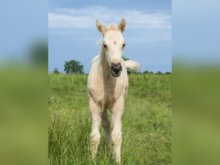 Appaloosa Giumenta Puledri (05/2026) Palomino in Friedeburg-Marx