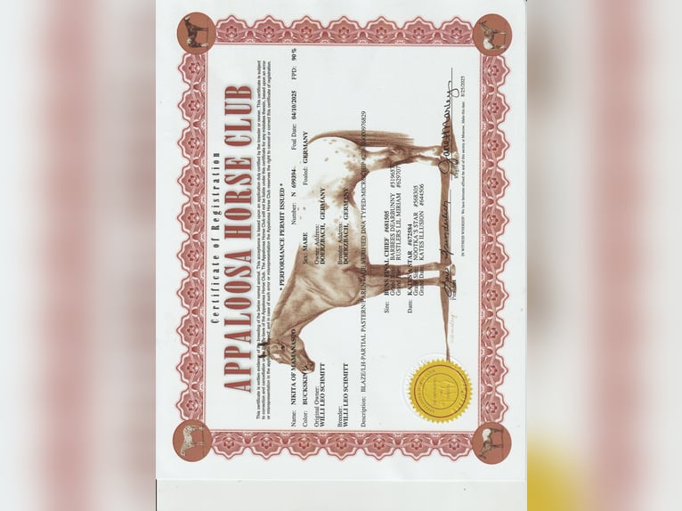 Appaloosa Giumenta Puledri (04/2025) Pelle di daino in Dörzbach Appaloosa Giumenta Puledri (04/2025) Pelle di daino in Dörzbach