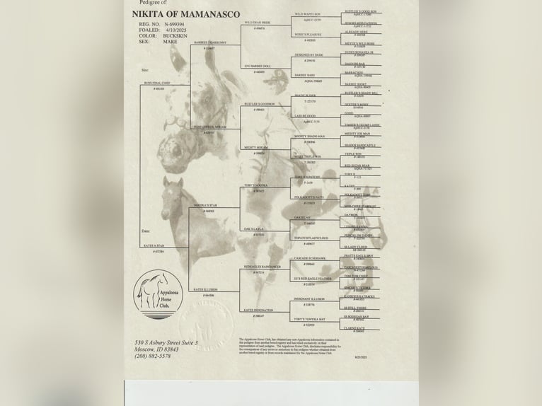 Appaloosa Giumenta Puledri (04/2025) Pelle di daino in Dörzbach Appaloosa Giumenta Puledri (04/2025) Pelle di daino in Dörzbach