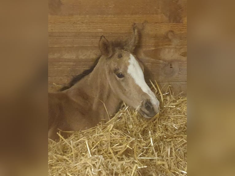 Appaloosa Giumenta Puledri (04/2025) Pelle di daino in Dörzbach Appaloosa Giumenta Puledri (04/2025) Pelle di daino in Dörzbach