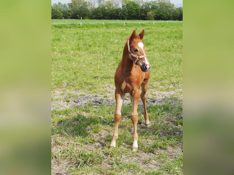 Appaloosa Giumenta Puledri (04/2024) Sauro in Oostkapelle