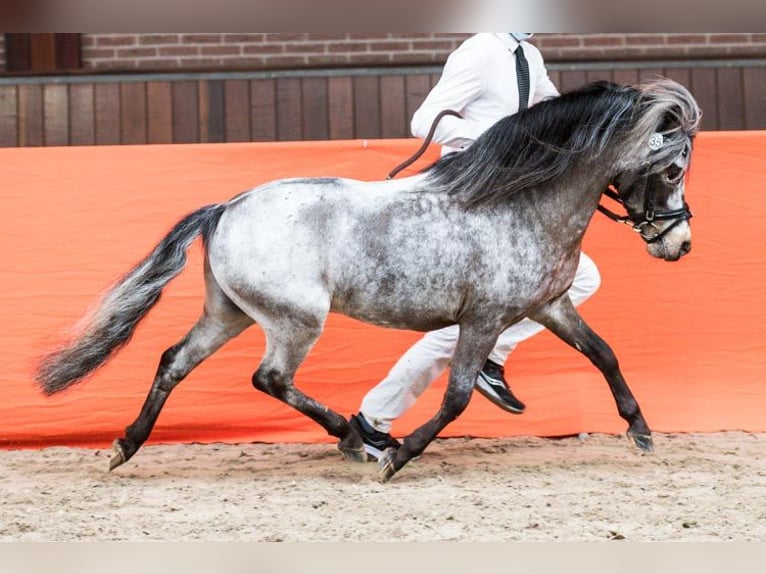 Appaloosa Hengst 10 Jaar 111 cm Appaloosa in Elspeet