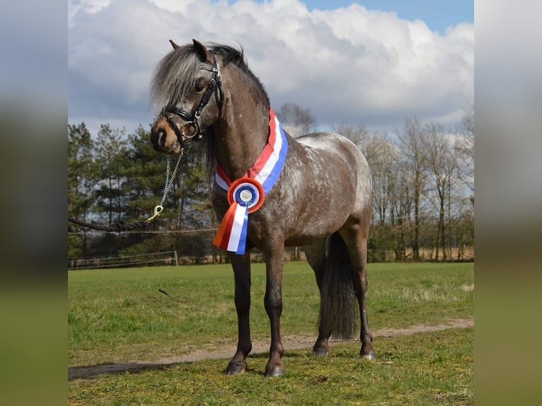 Appaloosa Hengst 10 Jaar 111 cm Appaloosa in Elspeet