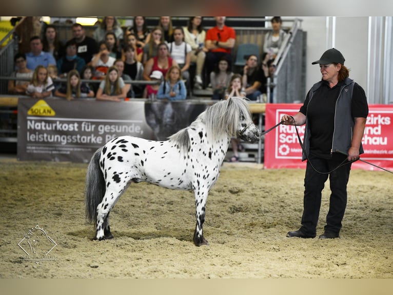 Appaloosa Hengst 10 Jaar 86 cm Appaloosa in Seyring
