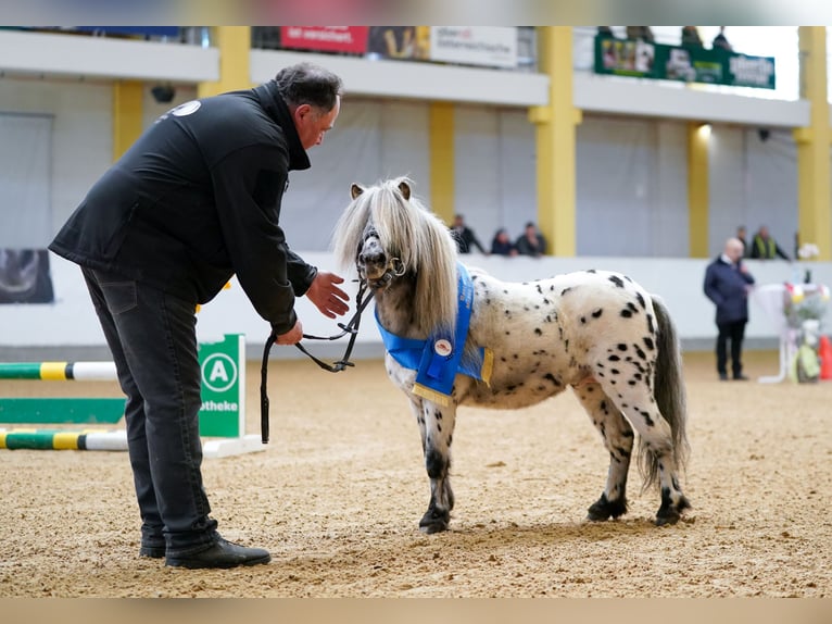 Appaloosa Hengst 10 Jaar 86 cm Appaloosa in Seyring