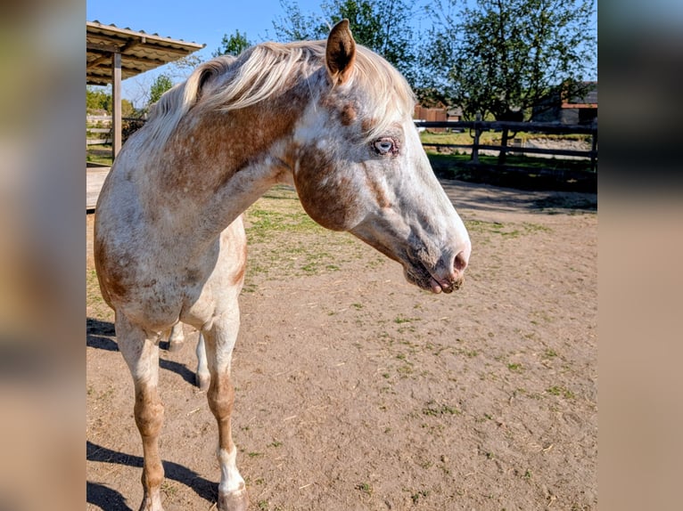 Appaloosa Hengst 10 Jahre 158 cm Falbe in Brand