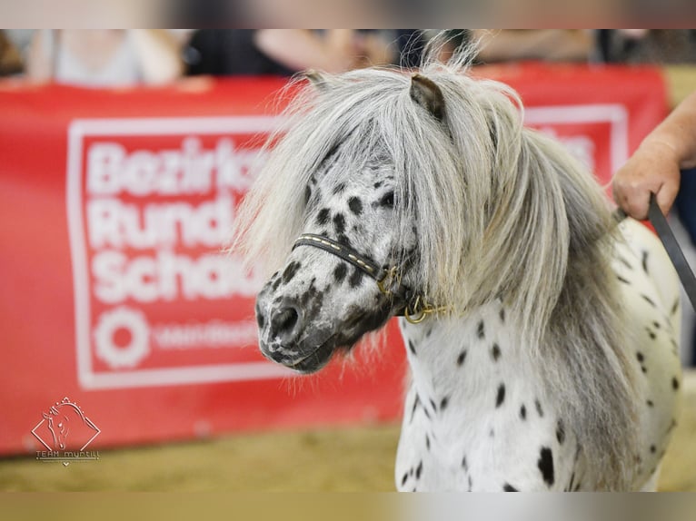 Appaloosa Hengst 10 Jahre 86 cm Tigerschecke in Seyring