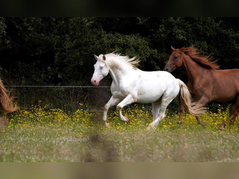 Appaloosa Hengst 11 Jahre 152 cm Tigerschecke in goven