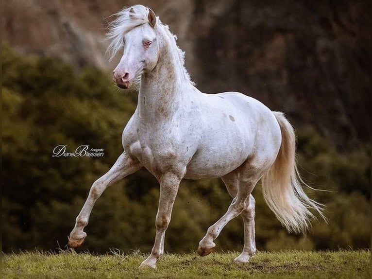 Appaloosa Hengst 11 Jahre 152 cm Tigerschecke in goven