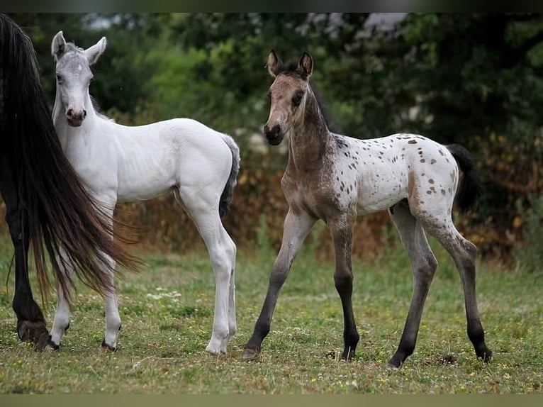Appaloosa Hengst 11 Jahre 152 cm Tigerschecke in goven