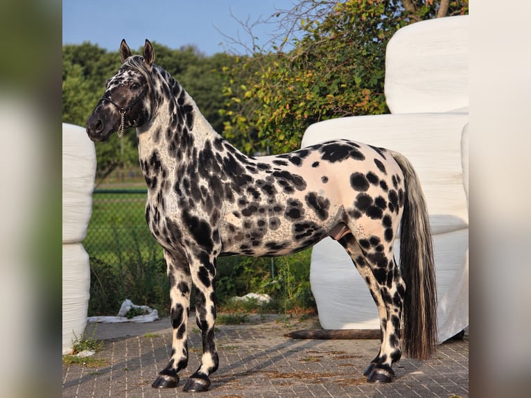 Appaloosa Hengst 12 Jahre 162 cm Tigerschecke in Weert
